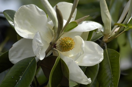 The Magnolia; State Flower of Louisiana