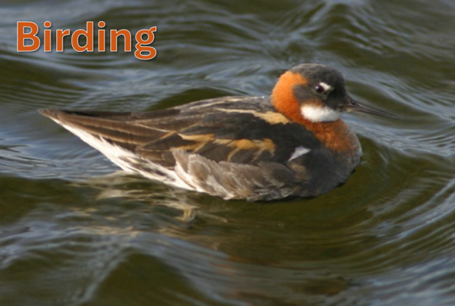 Birding Photo Courtesy of VisitLakeCharles.org